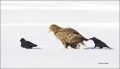White-tailed-Eagle;White-tailed-Sea-Eagle;Sea-Eagle;Haliaeetus-albicilla;Japan;b